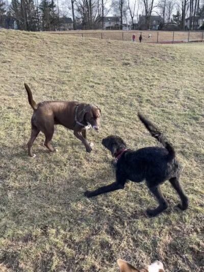 Twining Valley Dog Park - Dresher,