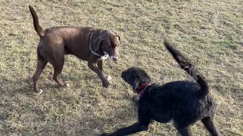 Twining Valley Dog Park - Dresher,