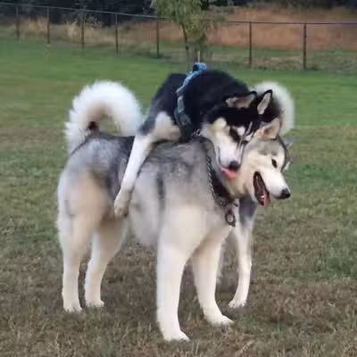 Twining Valley Dog Park - Dresher,