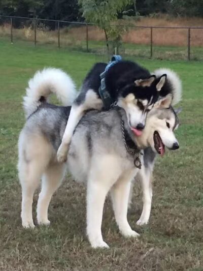 Twining Valley Dog Park - Dresher,