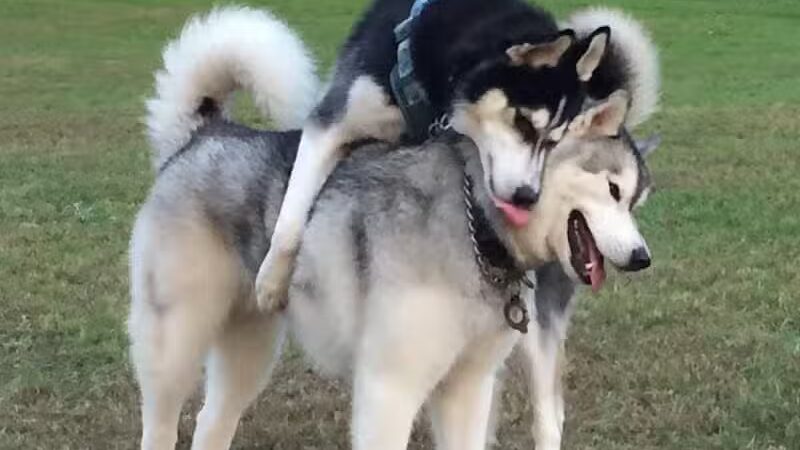 Twining Valley Dog Park - Dresher,