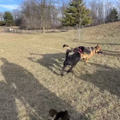 Twining Valley Dog Park - Dresher,
