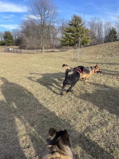 Twining Valley Dog Park - Dresher,