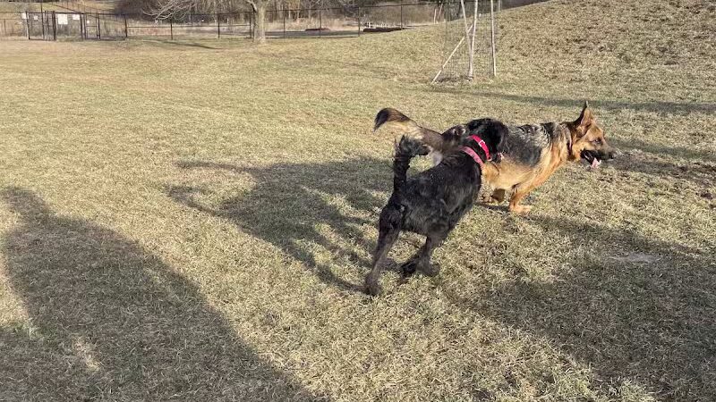 Twining Valley Dog Park - Dresher,