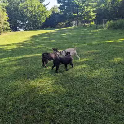 Twining Valley Dog Park - Dresher,