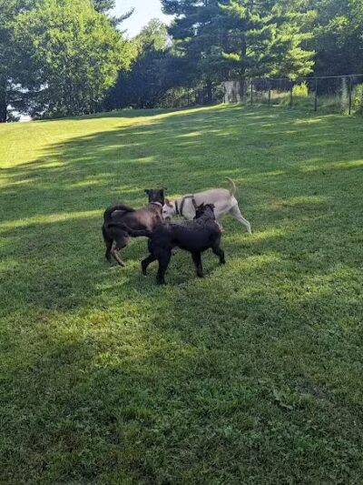 Twining Valley Dog Park - Dresher,