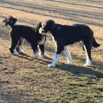 Twining Valley Dog Park - Dresher,
