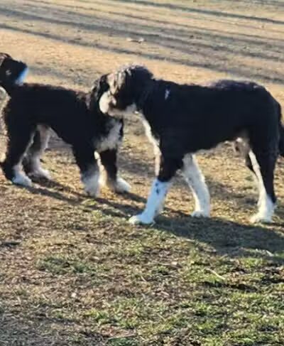 Twining Valley Dog Park - Dresher,
