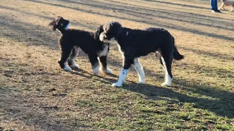 Twining Valley Dog Park - Dresher,