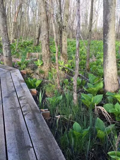 Seven Ponds Nature Center - Dryden, MI
