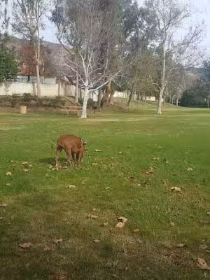 Royal Oaks Park - Duarte, CA