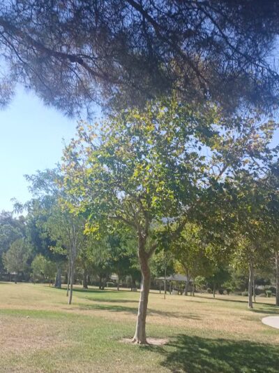 Encanto Park - Duarte, CA