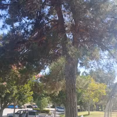Encanto Park - Duarte, CA