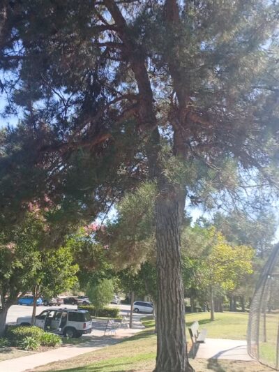 Encanto Park - Duarte, CA