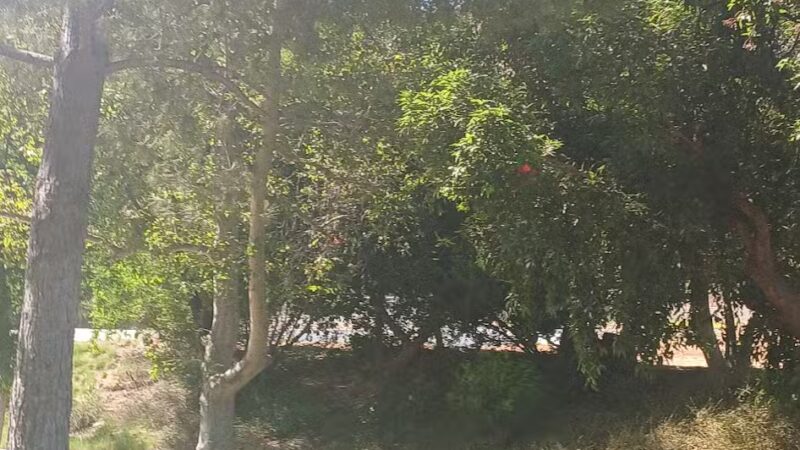 Glenn Miller Park - Duarte, CA