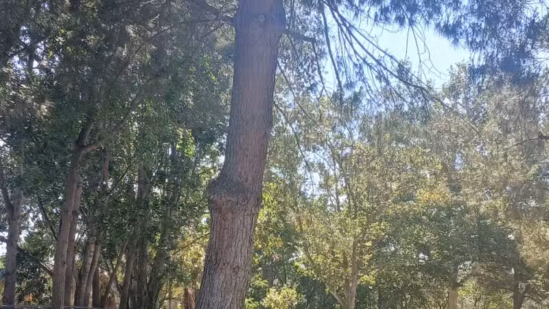 Glenn Miller Park - Duarte, CA