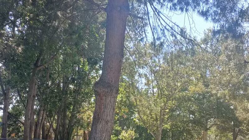 Glenn Miller Park - Duarte, CA