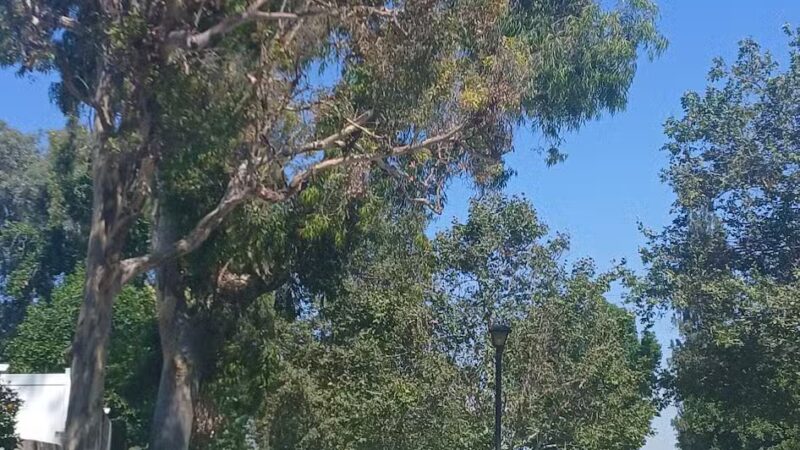 Royal Oaks Park - Duarte, CA