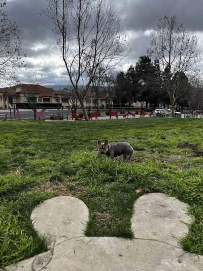 Dougherty Hills Dog Park - Dublin, CA