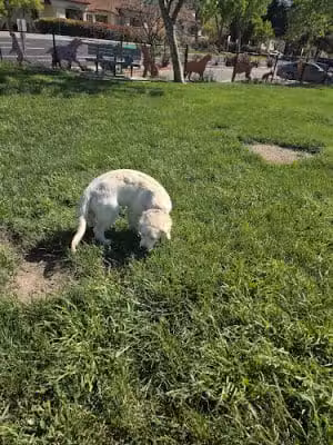 Dougherty Hills Dog Park - Dublin, CA