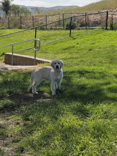 Dougherty Hills Dog Park - Dublin, CA