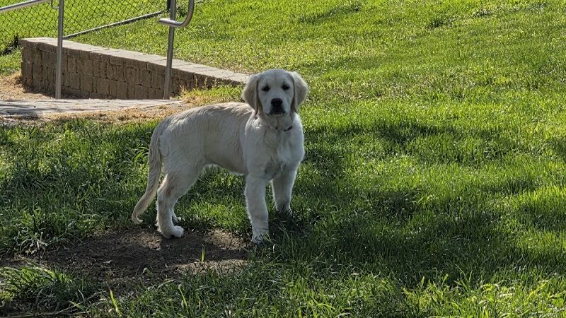 Dougherty Hills Dog Park - Dublin, CA