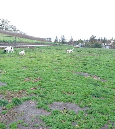 Dougherty Hills Dog Park - Dublin, CA