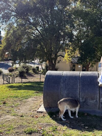 Dougherty Hills Dog Park - Dublin, CA