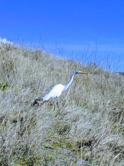 Dougherty Hills Dog Park - Dublin, CA
