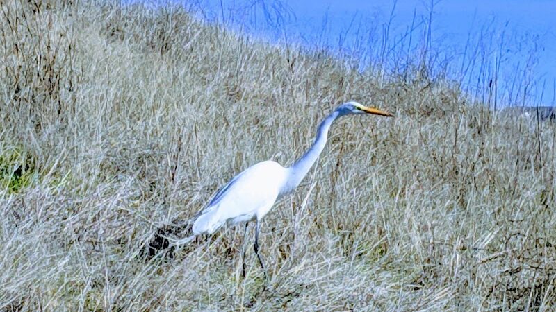 Dougherty Hills Dog Park - Dublin, CA