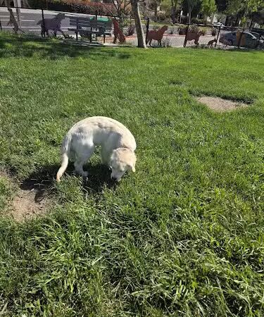 Dougherty Hills Dog Park - Dublin, CA