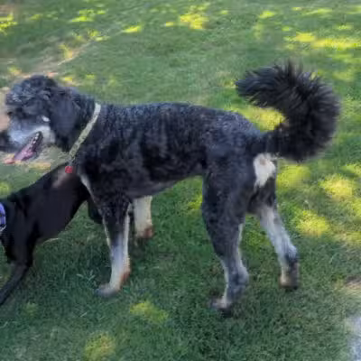 Chattapoochee Dog Park - Duluth, GA