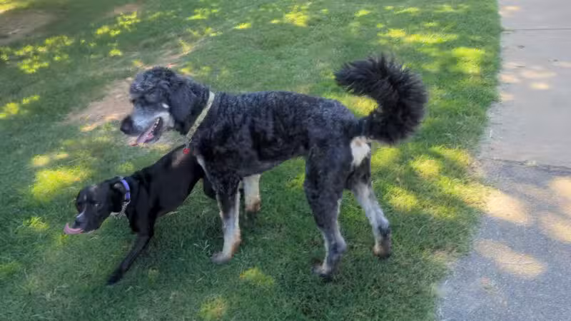 Chattapoochee Dog Park - Duluth, GA