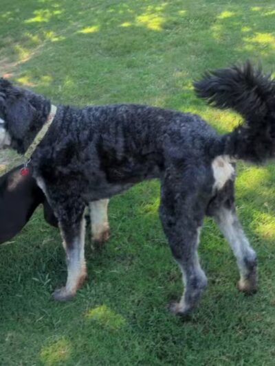 Chattapoochee Dog Park - Duluth, GA