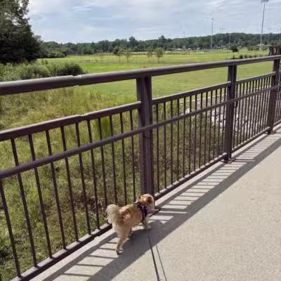 Chattapoochee Dog Park - Duluth, GA