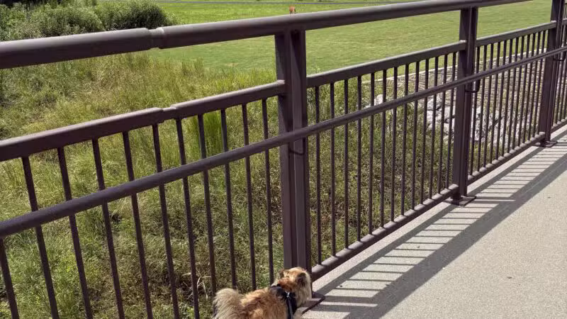 Chattapoochee Dog Park - Duluth, GA