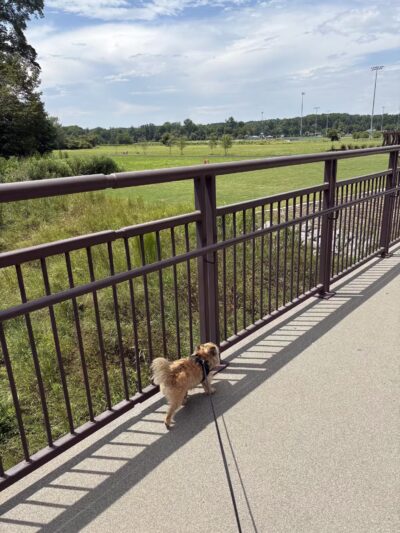 Chattapoochee Dog Park - Duluth, GA