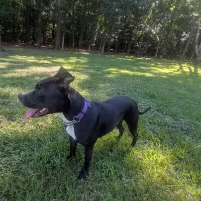 Chattapoochee Dog Park - Duluth, GA