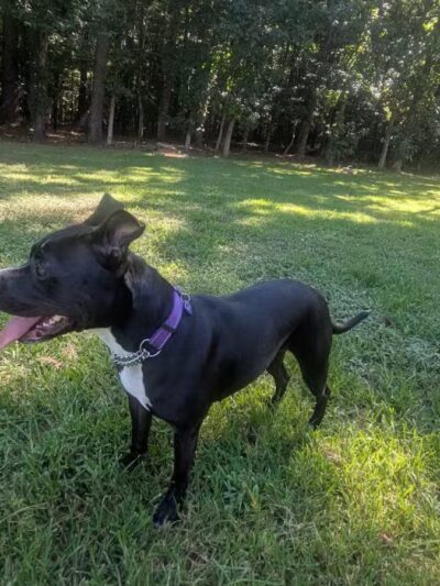 Chattapoochee Dog Park - Duluth, GA