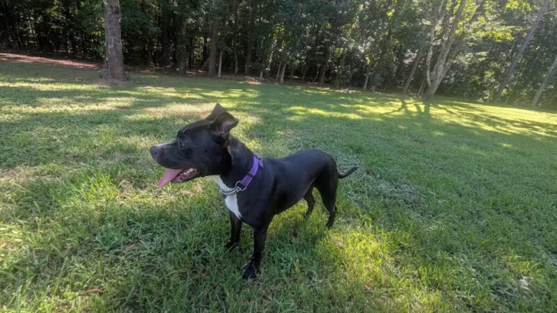 Chattapoochee Dog Park - Duluth, GA