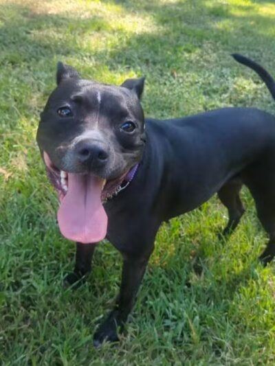 Chattapoochee Dog Park - Duluth, GA