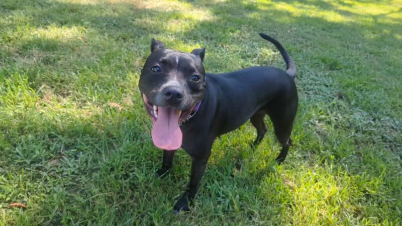 Chattapoochee Dog Park - Duluth, GA