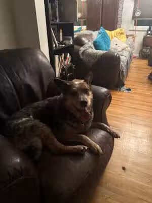 Clear Creek County Animal Shelter (Charlie's Place) - Dumont, CO