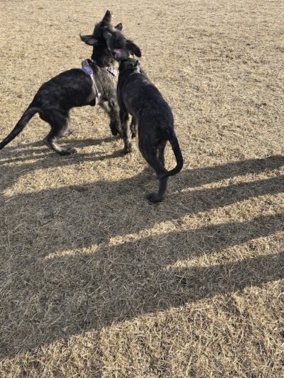 Dundas Dog Park - Dundas, MN