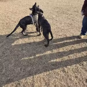 Dundas Dog Park - Dundas, MN
