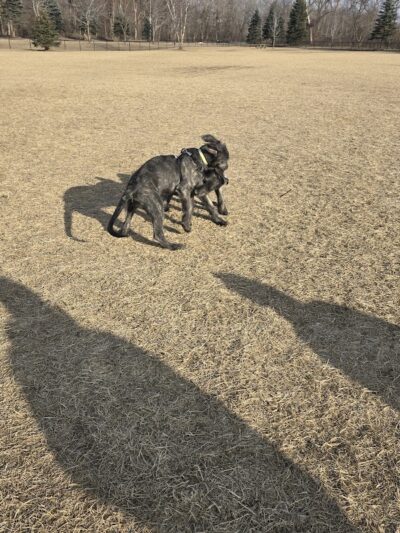 Dundas Dog Park - Dundas, MN