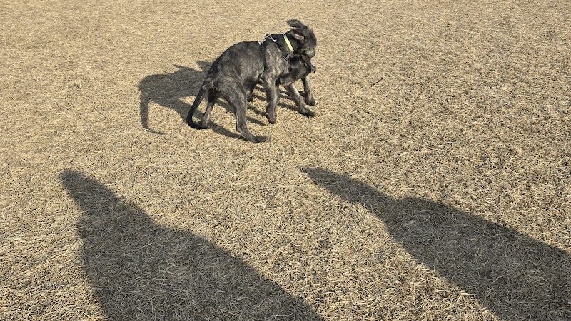 Dundas Dog Park - Dundas, MN