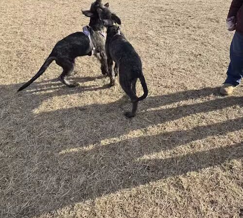 Dundas Dog Park - Dundas, MN