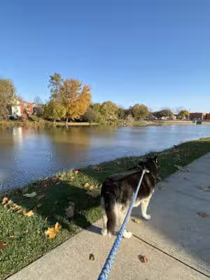 Wolverine Park - Dundee,