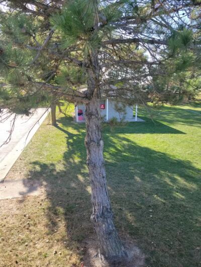 Reggie's Park - Dundee,